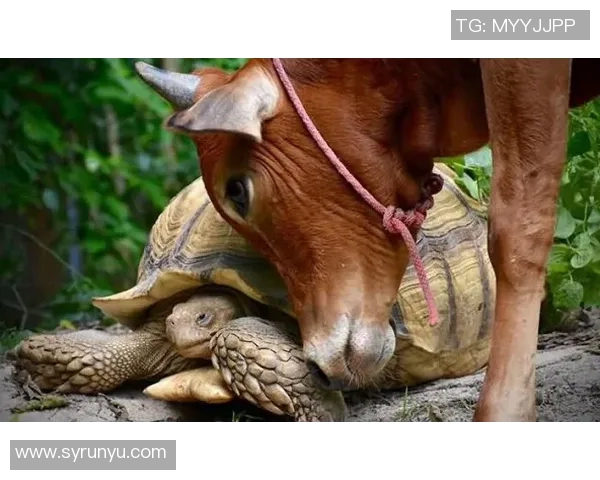 动物界的足球明星们他们的球技与魅力让人惊叹不已